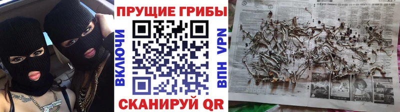 где найти наркотики  Серов  blacksprut ССЫЛКА  Псилоцибиновые грибы Cubensis 